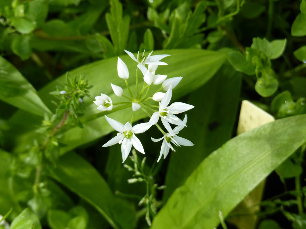 Allium ursinum